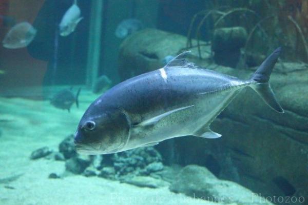 Giant trevally