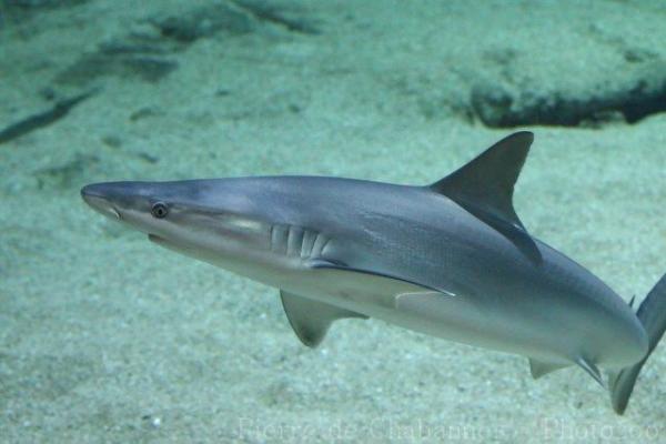 Blacknose shark