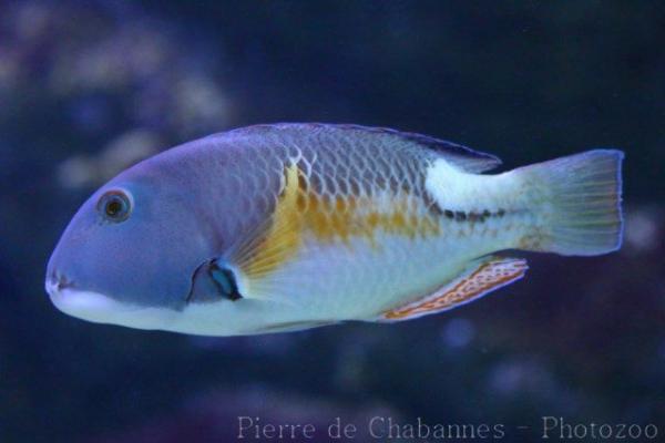 Orange-dotted tuskfish