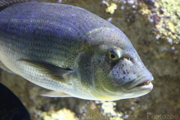 Common dentex
