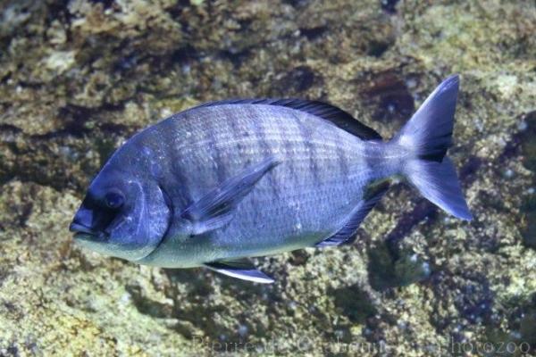 White seabream