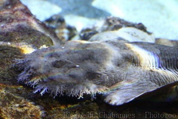 Tasselled wobbegong