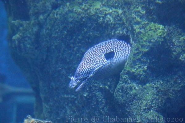 Honeycomb moray