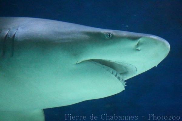 Lemon shark