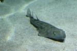 Shovelnose guitarfish