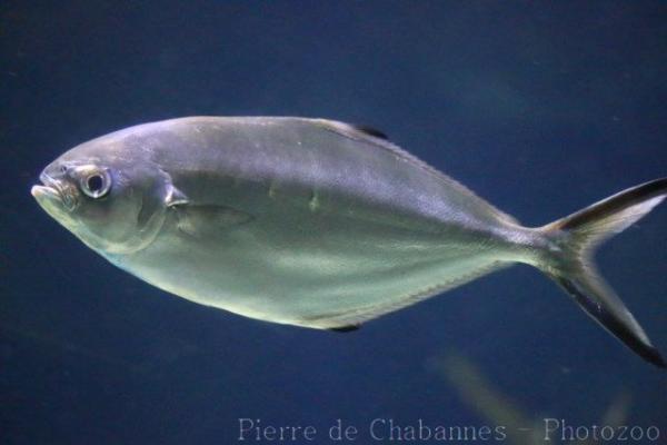 Pompano