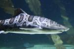 Leopard shark