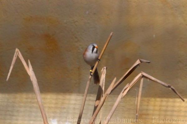 Bearded reedling