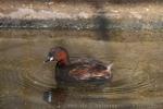 Little grebe