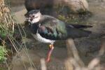 Northern lapwing