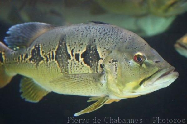 Orinoco peacock bass