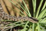 Lower California rattlesnake