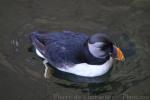 Atlantic puffin