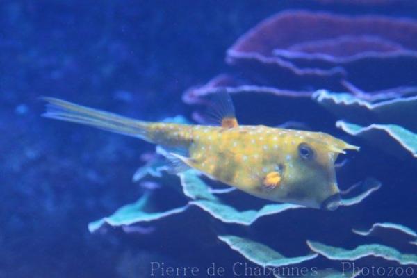 Longhorn cowfish