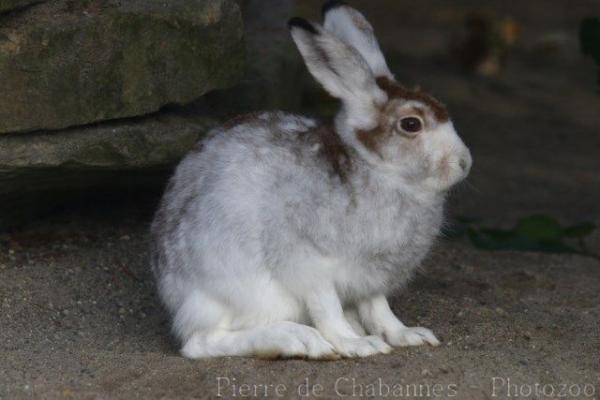 Mountain hare