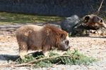 Muskox