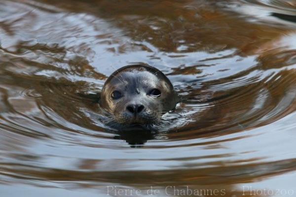 Harbor seal