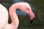 Greater flamingo