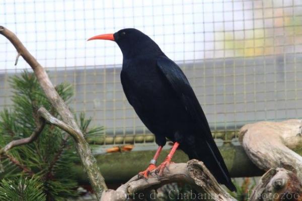 Red-billed chough