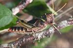 Violet-winged grasshopper