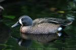 Blue-winged teal