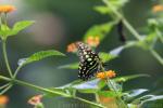 Tailed jay