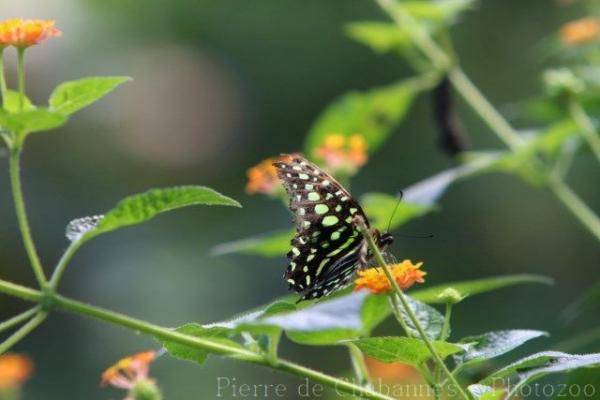 Tailed jay
