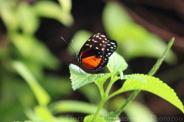 Tiger longwing