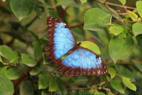 Peleides blue morpho