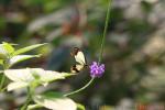 Mocker swallowtail