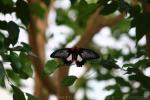 Scarlet mormon