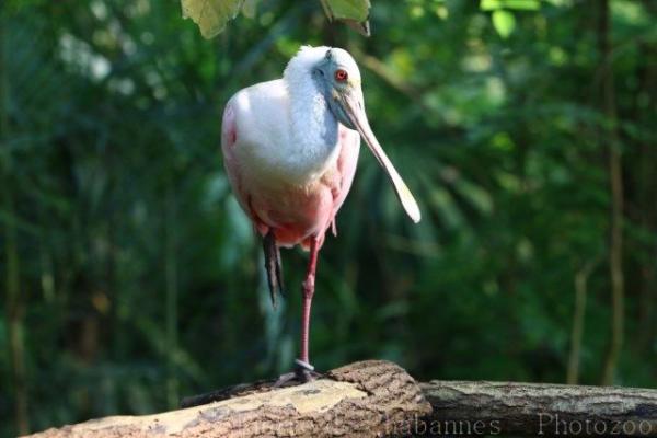 Roseate spoonbill
