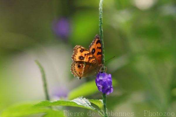 Peacock pansy