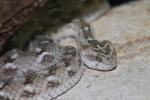 Saw-scaled viper