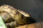 Amethystine python