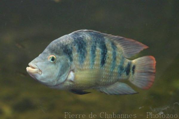 Mexican mojarra