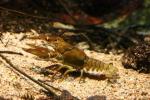 Noble crayfish