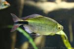 Longfin tetra