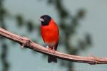 Red siskin