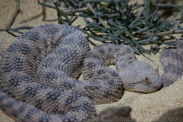 Sahara horned viper