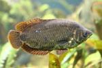 Leopard climbing perch