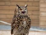 Cape eagle-owl