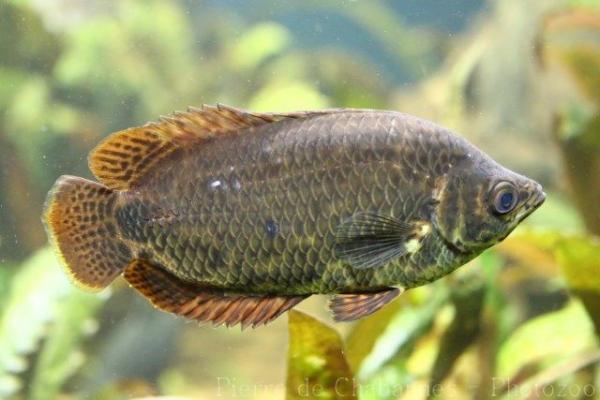 Leopard climbing perch
