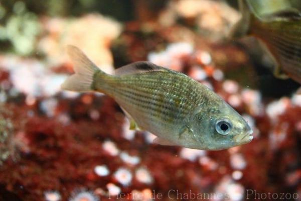 Shiner perch