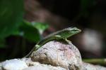 Olive tree skink