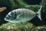 Sharpsnout seabream