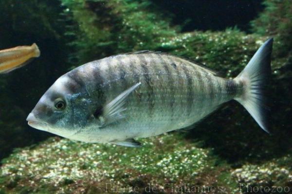 Sharpsnout seabream