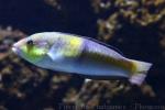 Yellowhead wrasse