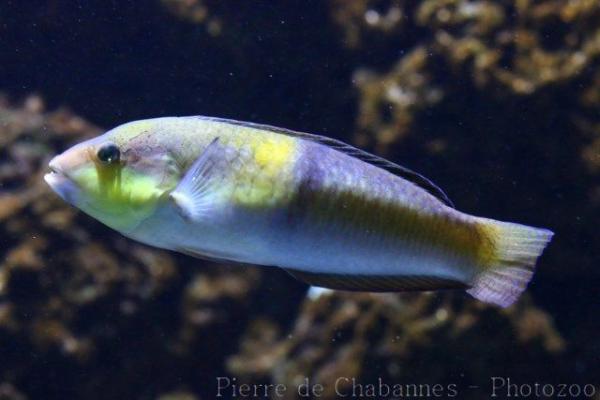Yellowhead wrasse