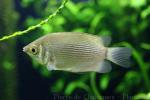 Kissing gourami